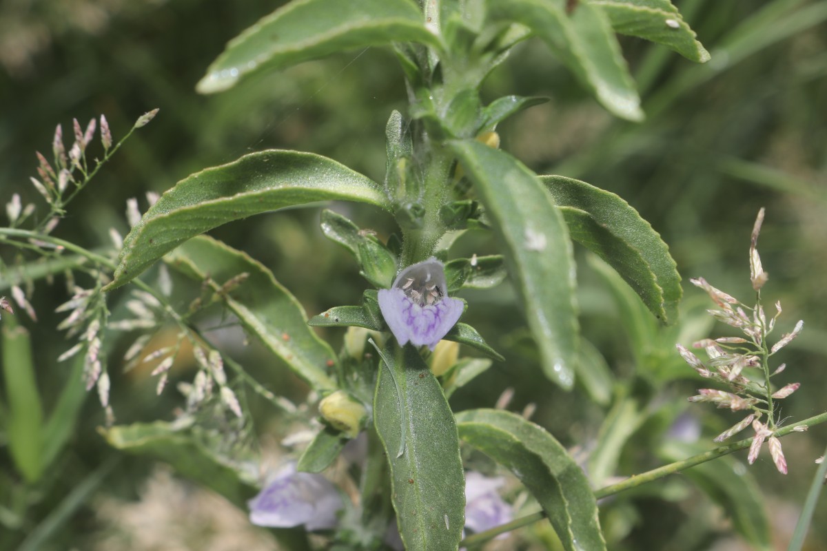 Hygrophila balsamica (L.f.) Raf.